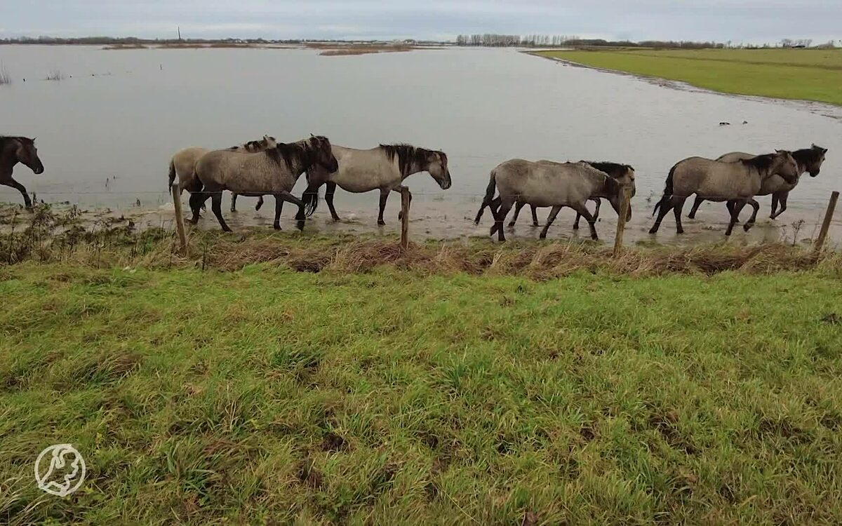 Video: Reddingsactie om 100 paarden te redden bij Poederoijen (Gelderland)