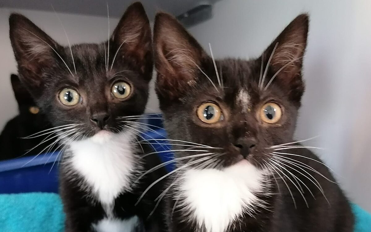 Treinreiziger laat ongewenste kittens achter bij medepassagier