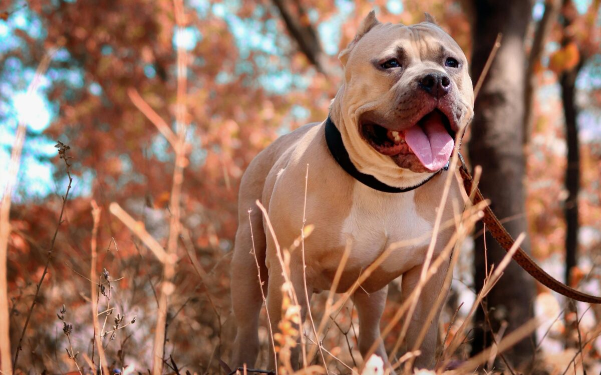 Vrouw blijkt deels pitbull volgens DNA-test