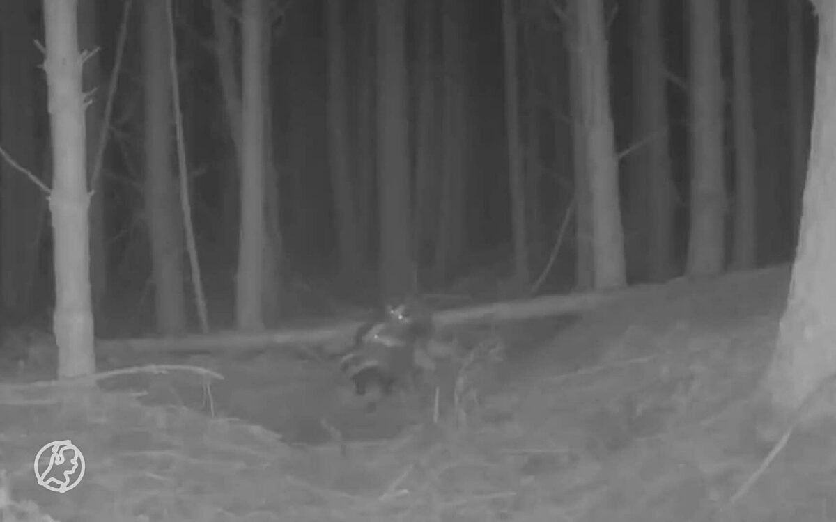 Wildcamera filmt dassen die een trio hebben in Drenthe