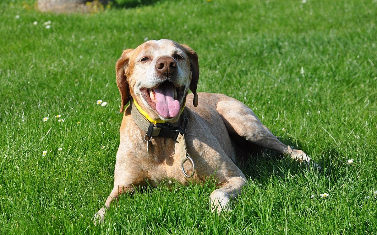 Vermiste hond na maanden teruggevonden, 3000 kilometer van huis