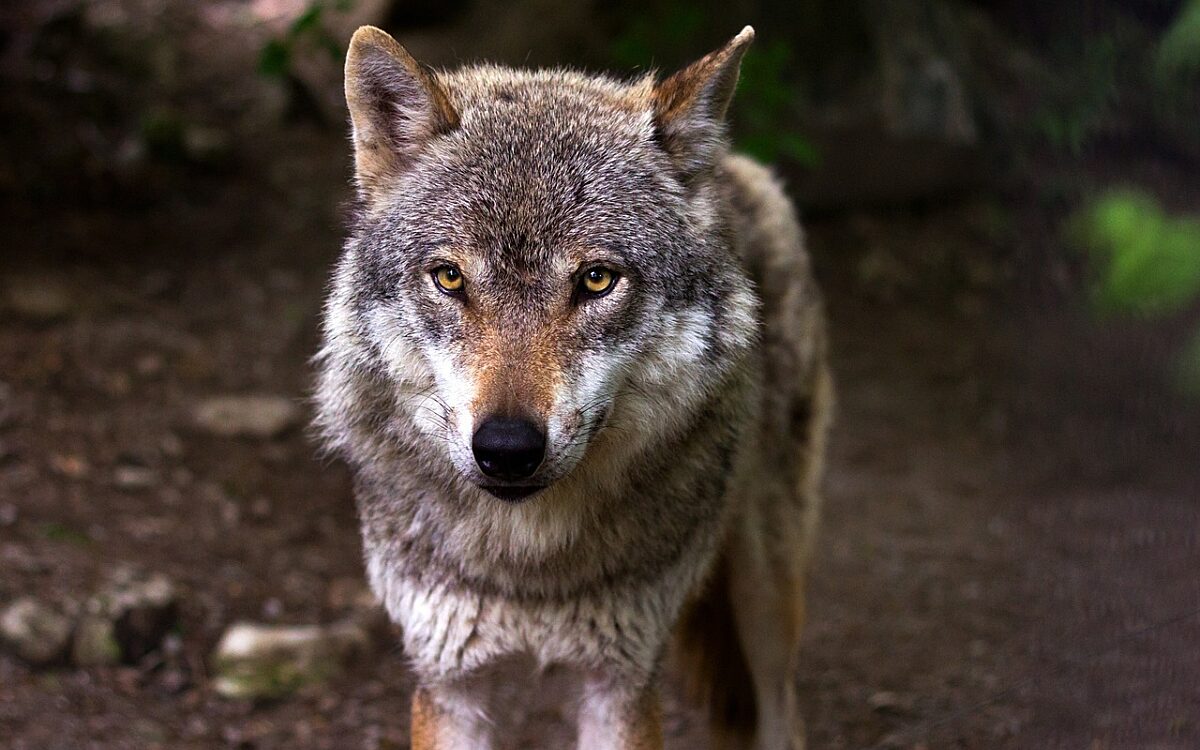 Video: Wolf loopt door woonwijk in Eelde