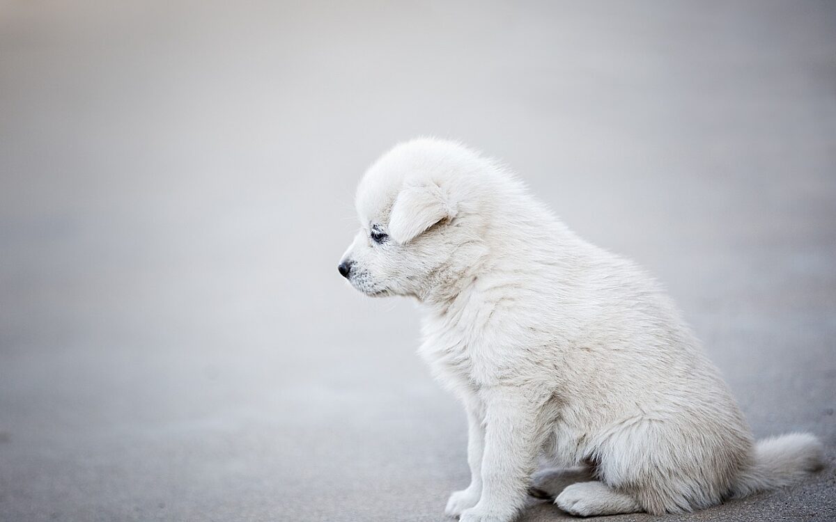 'Veel illegale advertenties voor puppy's'