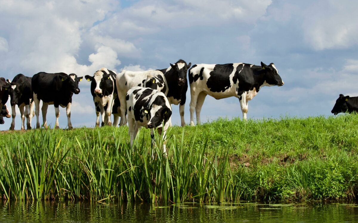 Nederland op het matje in Brussel over subsidiefraude boeren