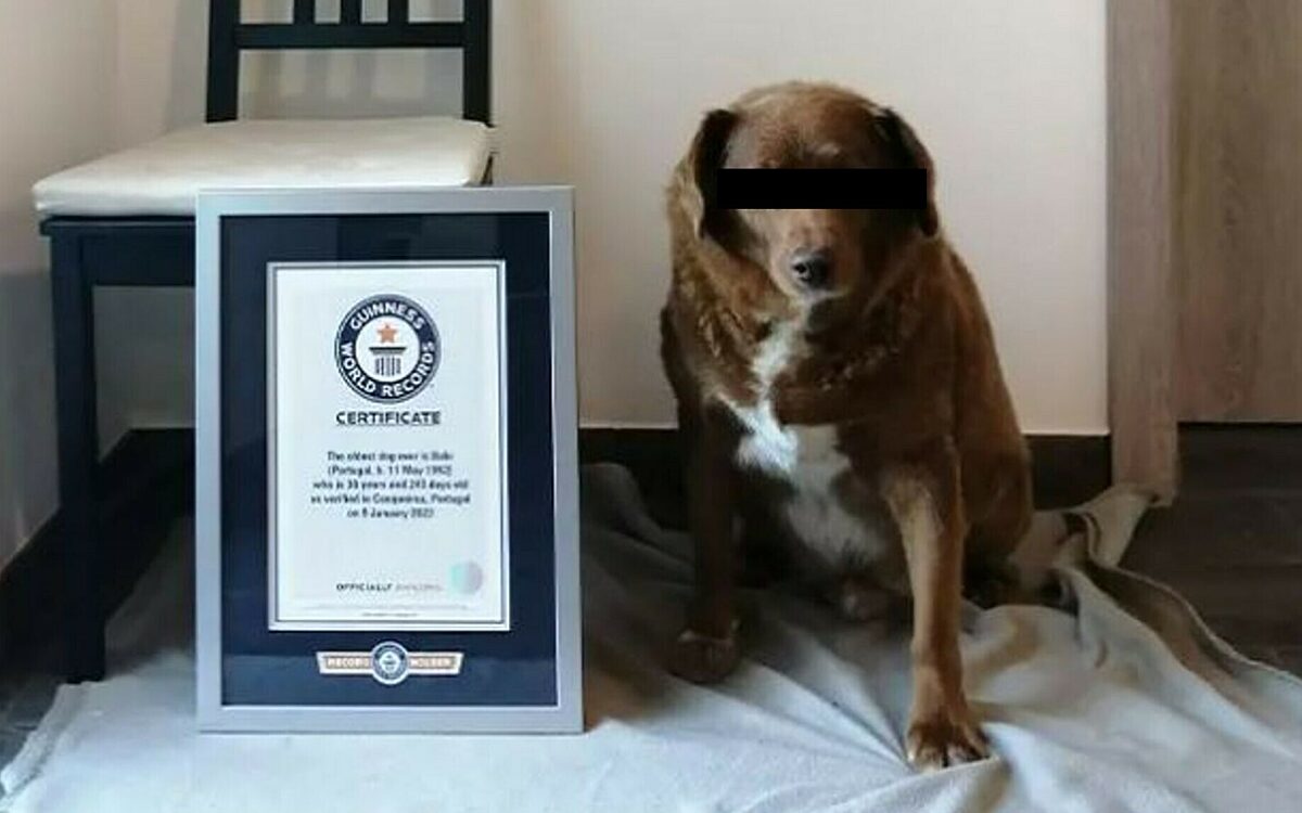 Titel 'oudste hond ter wereld' postuum afgepakt van Bobi (30)