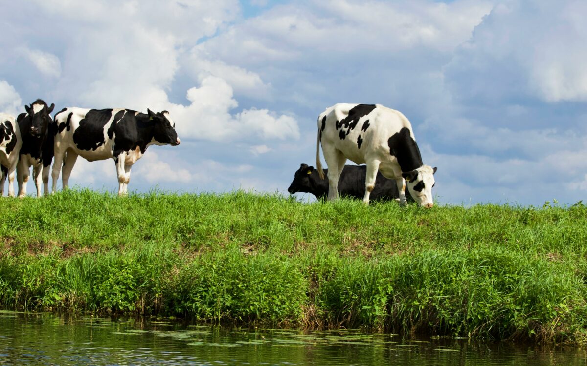 ONDERZOEK - opkoop van duizenden boeren zal mogelijk amper effect hebben op natuurkwaliteit