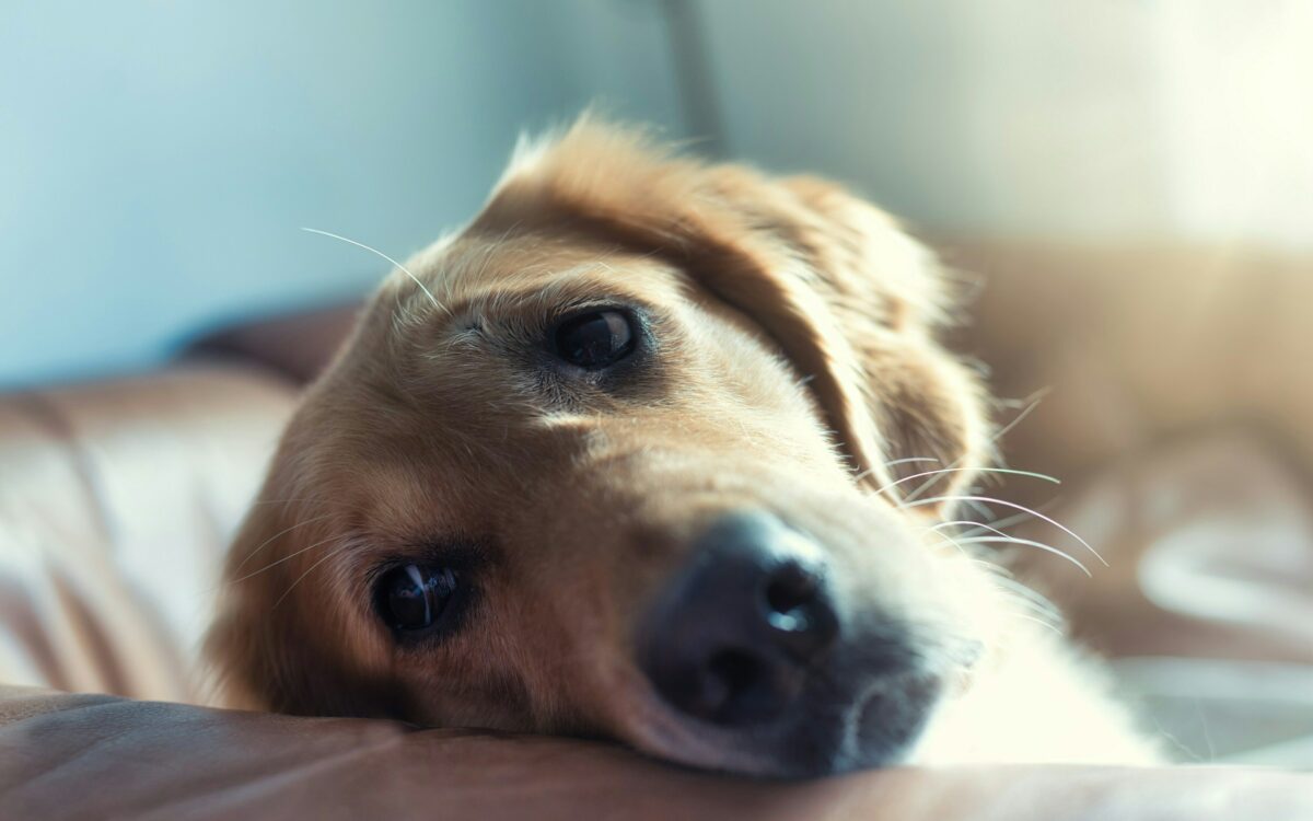 Hond en baasje neergestoken bij uit de hand gelopen ruzie in Eindhoven