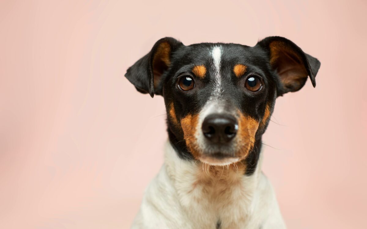 Video: Hond eet 4.000 dollar aan spaargeld op