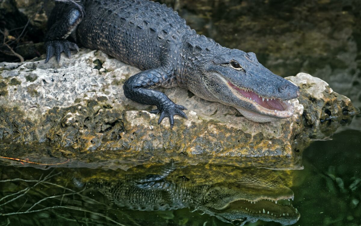 Vrouw in Florida aangeklaagd, hield alligator in de badkuip