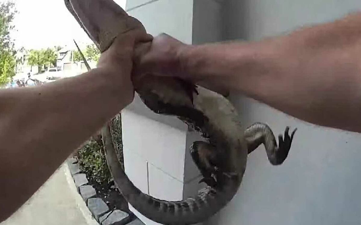 Dappere agent grijpt agressieve alligator met blote handen