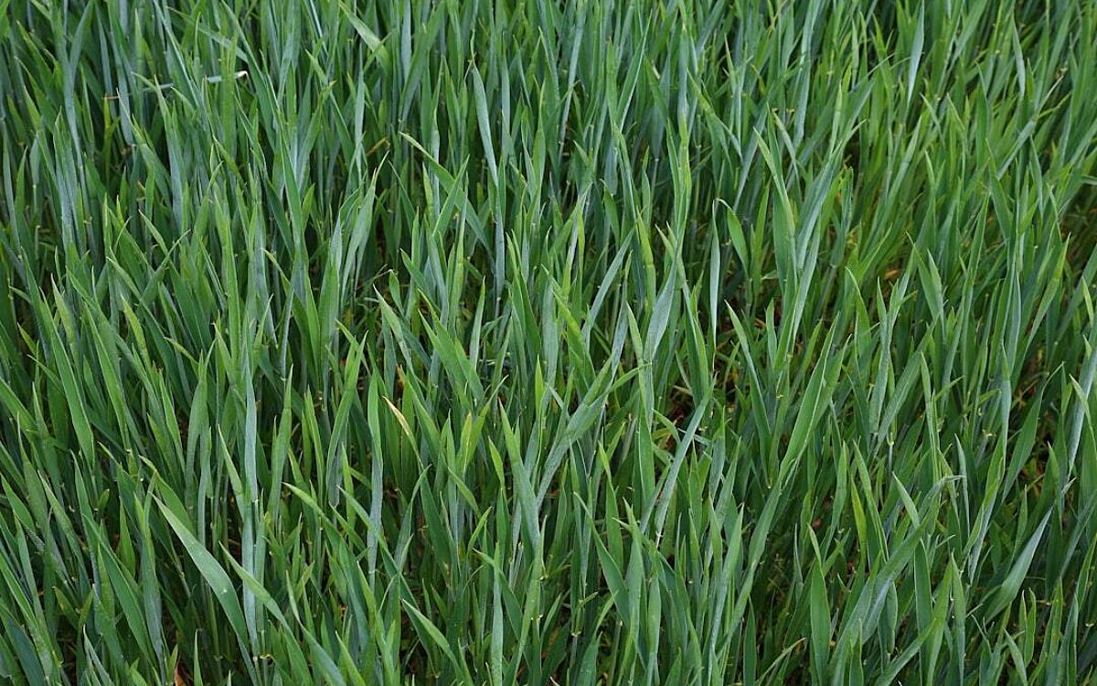 Zo maak je het gras helemaal klaar voor een warme zomer