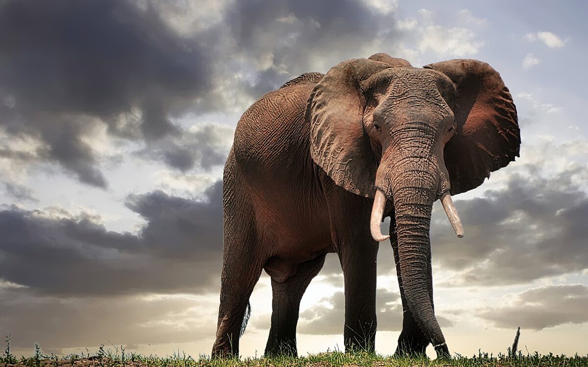 Dierendag! Olifant is klaar met safari en slaat toeriste bont en blauw met slurf