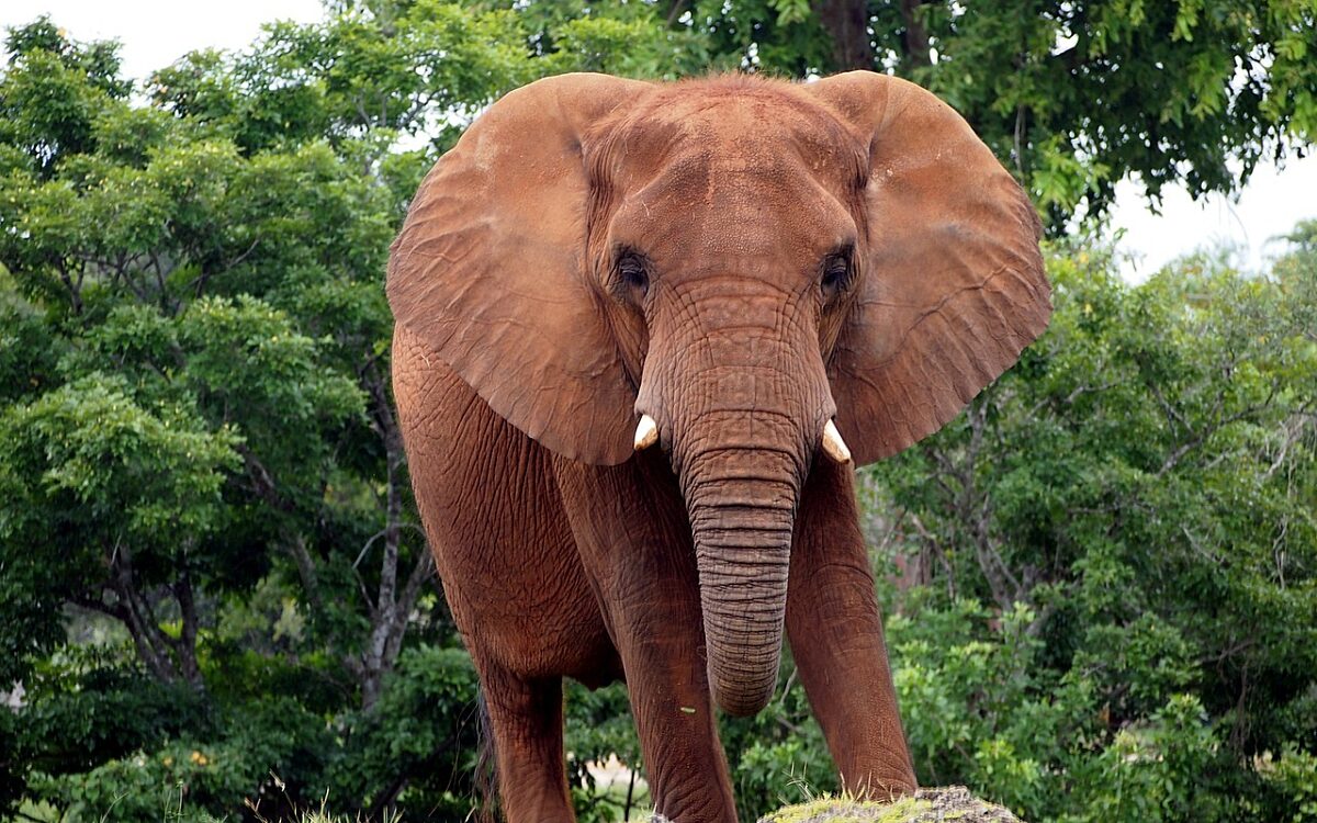 Vrouw (79) sterft na aanval olifant tijdens safari in Zambia