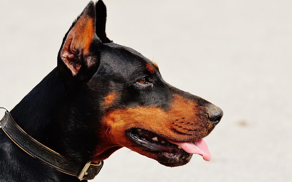 61 honden van horrorfokker in beslag genomen in Someren