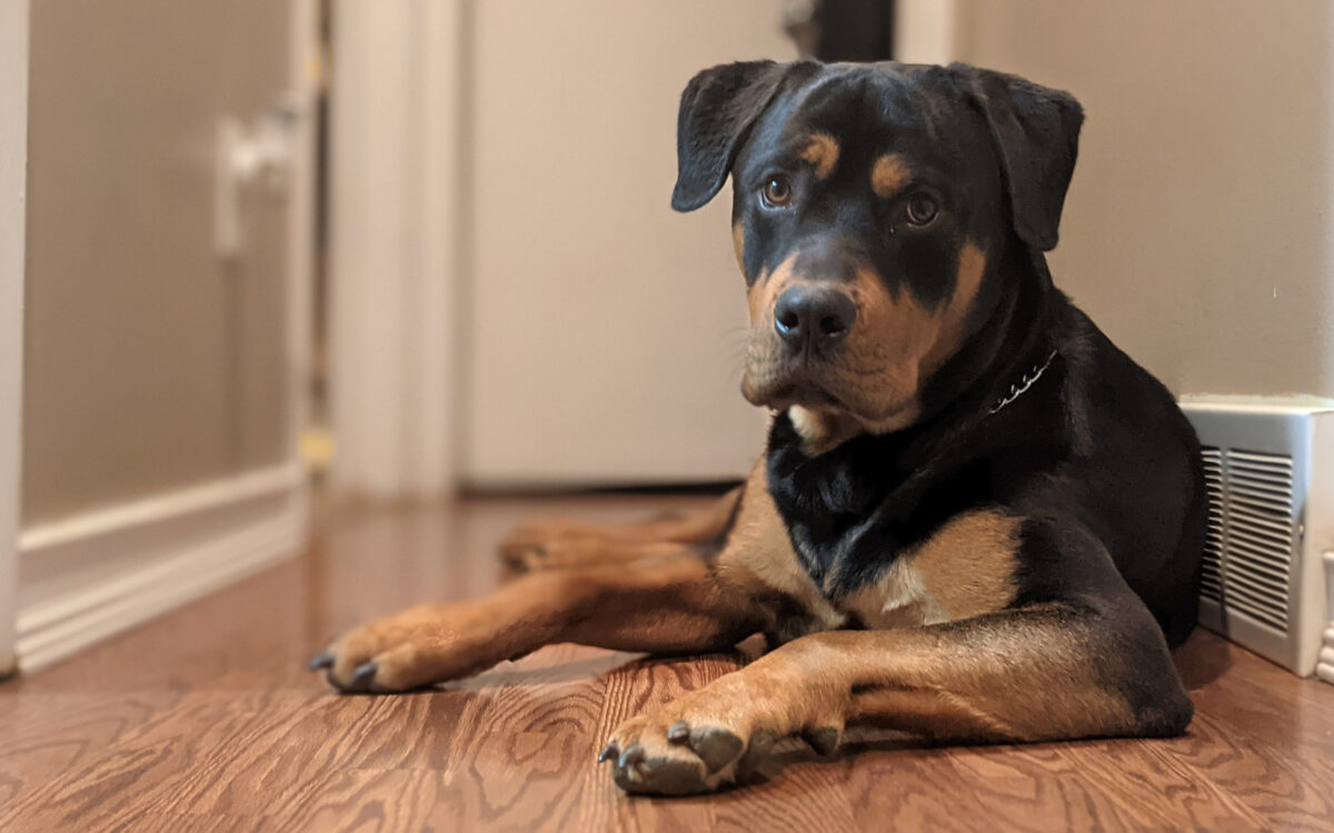 Zwangere vrouw gewond door vallende rottweiler
