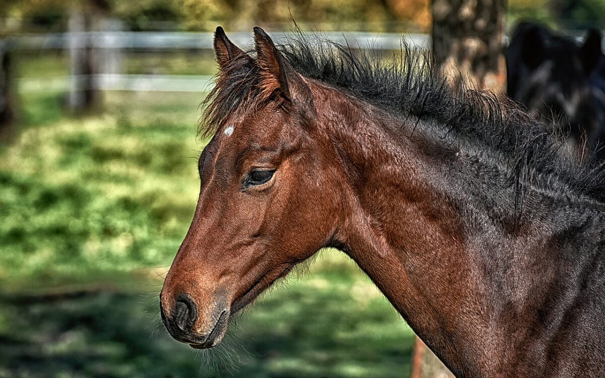 Video: Tientallen paarden gered van vuurzee in Olst