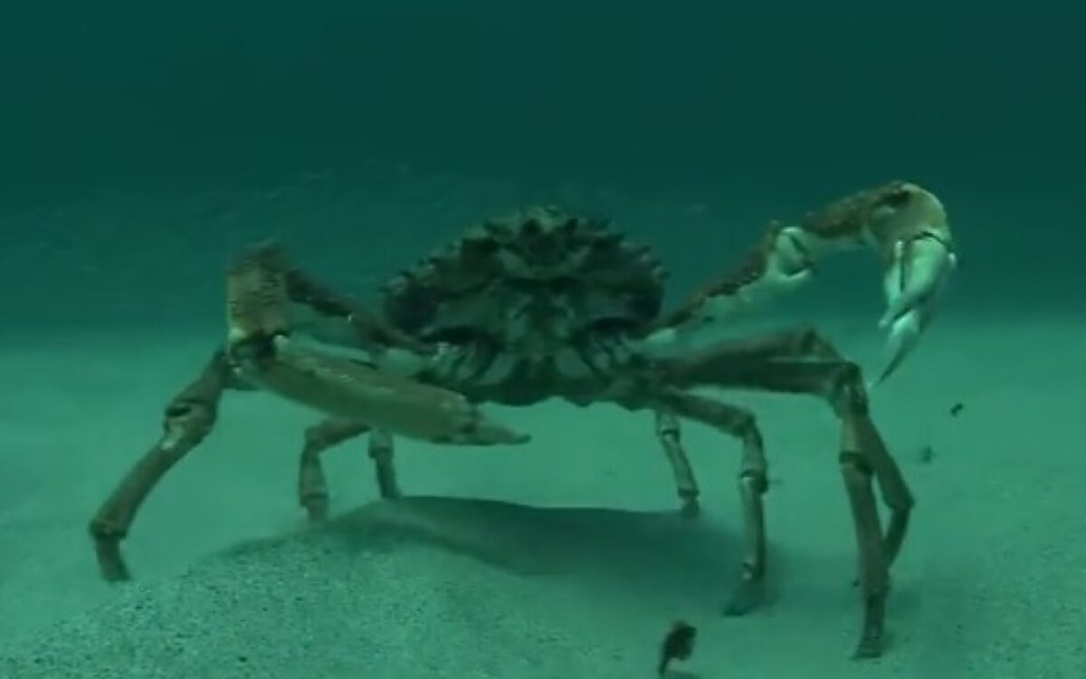 Grote spinkrab voor het eerst gespot in Oosterschelde