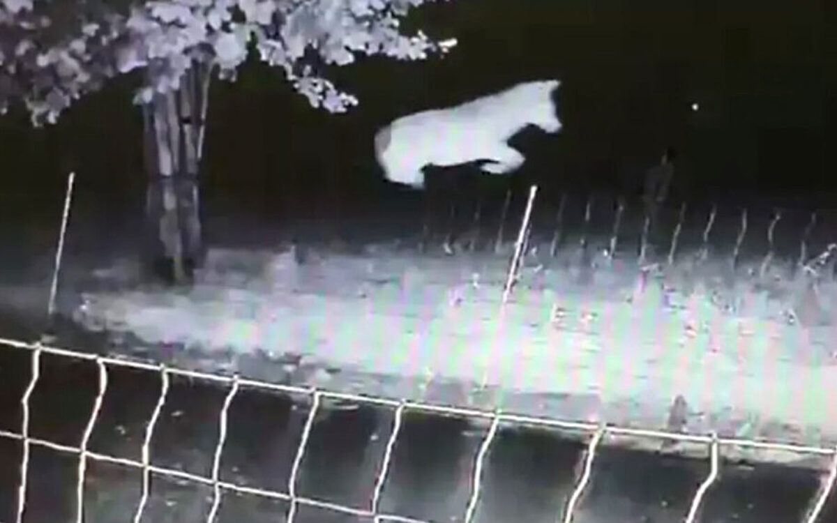 Wolf springt moeiteloos over 'wolfwerend' raster in Gelderland, beelden gaan viraal