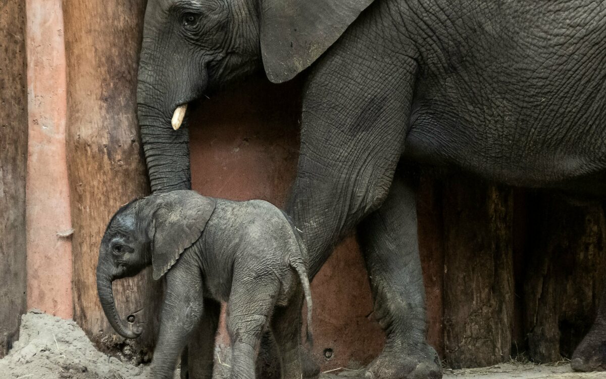 Video: Babyolifant Mosi zet eerste stapjes buiten