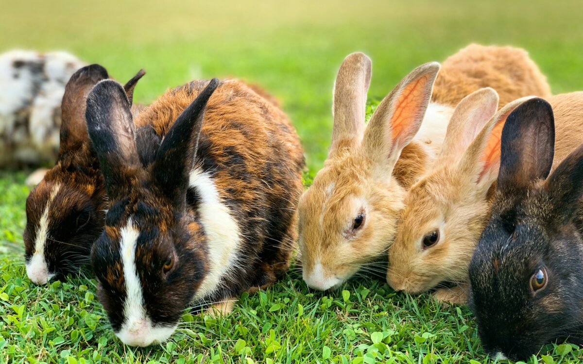 Kind (9) vermoordt konijnen en cavia’s op kinderboerderij: ‘Toonde geen emotie’