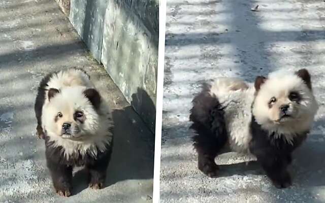 Video: Chinese dierentuin gebruikt als panda’s geverfde honden, bezoekers boos