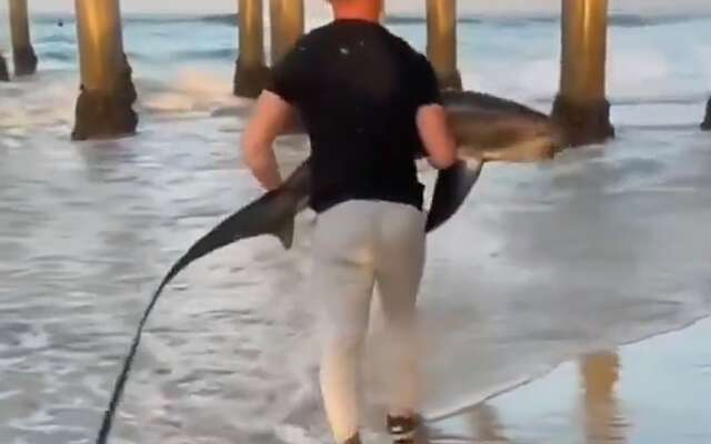 Video: Man assisteert een gestrande haai terug naar zee