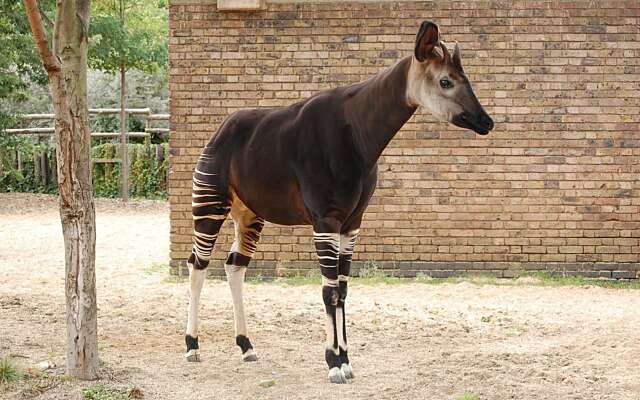 Te schattig: Okapi geboren in Blijdorp