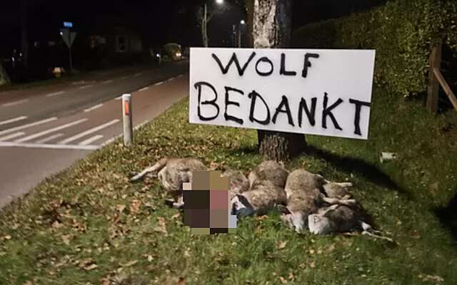 Boer legt dode schapen langs de weg: ‘Wolf bedankt’