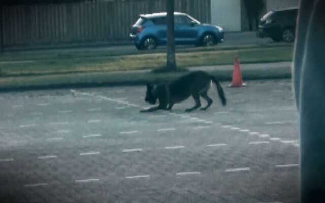 Hondentrainer betrapt op gebruik verboden stroombanden