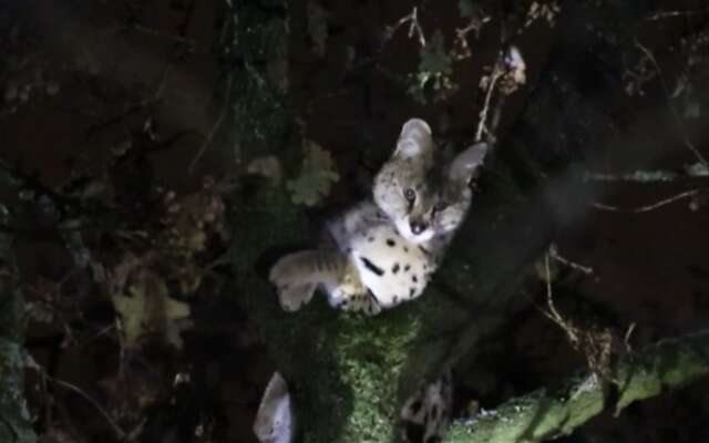 In beeld: Kat- en muisspel tussen brandweer en ontsnapte serval op Gooise heide