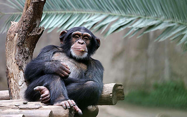 Chimpansee Wouter gestorven na vechtpartij in Beekse Bergen