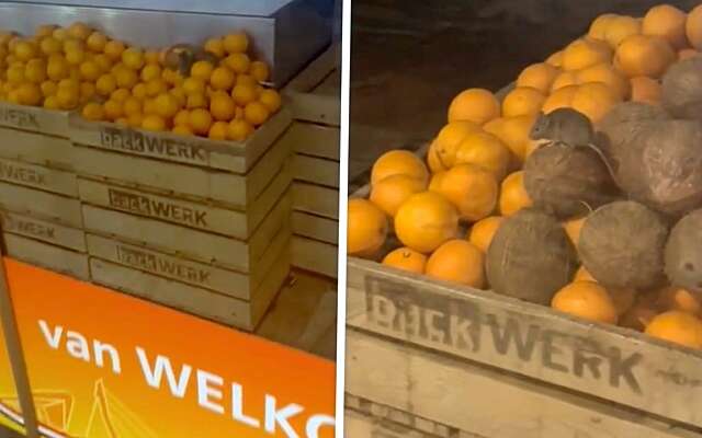 Bah: Reiziger spot muizen tussen het fruit van Backwerk op Rotterdam Centraal