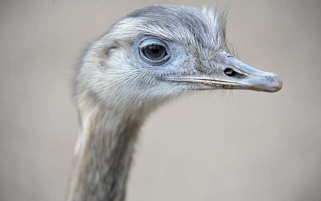 Struisvogel overlijdt in dierentuin na inslikken sleutelbos van verzorger