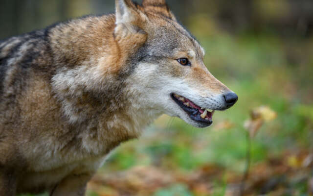 BIZAR: Wolf valt hond van wandelaar aan, ‘Heb hem een rotschop verkocht’