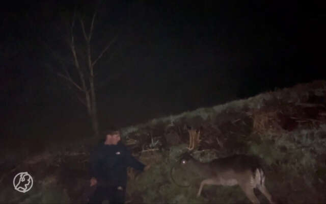 Zien: Dronken Redmar (23) bevrijdt midden in de nacht een vastzittend hert