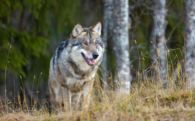 Onderzoekers: we kunnen tot zes keer zoveel wolvenroedels verwachten in Nederland