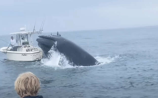 Video: Enorme walvis sloopt boot voor de kust van New Hampshire