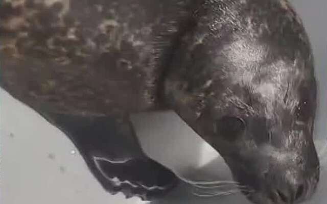 Verdwaalde zeehond langs de weg gevonden in Assendelft