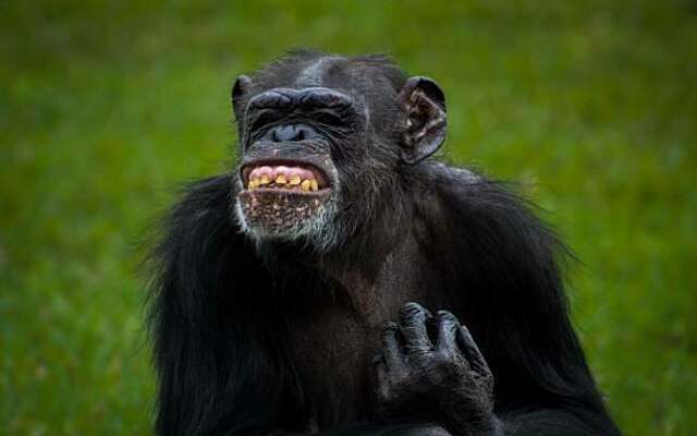 Gezocht: bonobo uit Ouwehands Dierenpark