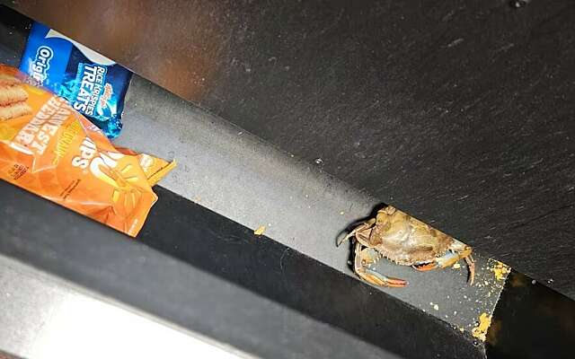 Even schrikken: Hongerige man treft levende krab in voedselautomaat